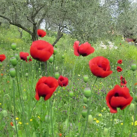 Armonie Bed & Breakfast Siniscola